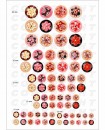 Images digitales cabochon fleurs japonaises potiron rose orange rouge ronds